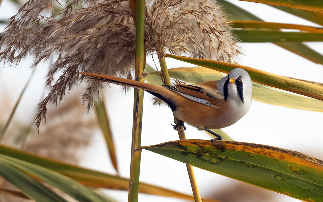 Bearded Reedling — Ana fotoğraf